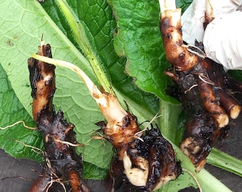 Comfrey 'Bocking 14'. 5 x root cuttings. Root cuttings with growing tips. Organically grown. (Symphytum officinale).