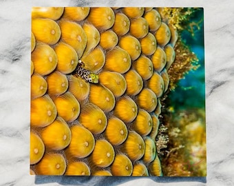 Yellow Coral Balcony: Tiny Fish gazes into Blue Water, Original Underwater Photography, Ocean Metal Wall Art, Nautical Beach Decor, Nature