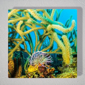 Yellow Soft Coral and Purple Anemone, Original Underwater Photography, Ocean Art Print on Aluminum, Metal Wall Art image 1