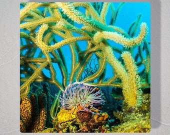 Yellow Soft Coral and Purple Anemone, Original Underwater Photography, Ocean Art Print on Aluminum, Metal Wall Art