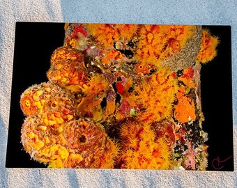 Orange Blossom: Orange Cup Coral and Sponges at Night, Original Underwater Photography, Ocean Metal Wall Art, Nautical Beach Decor, Nature