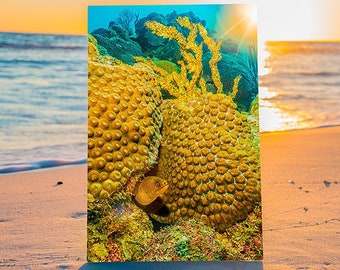 Goldentail Moray Eel Hides on Coral Reef in Blue Ocean, Original Underwater Photography, Ocean Metallic Paper Wall Art, Nautical Beach Decor