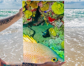 Peekaboo, I See You, Original Underwater Photography, Ocean Metal Wall Art, Nautical Beach Decor, Nature Photos, Fish Photography, Ocean
