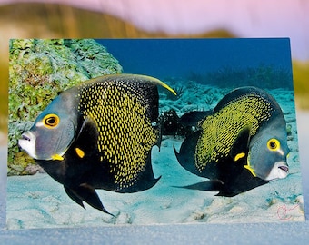 Mirror: Two French Angelfish in the Blue Ocean Water, Original Underwater Photography, Ocean Metal Wall Art, Nautical Beach Decor, Nature