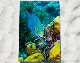 Fishy Grins: Blue Queen Parrot Fish Smiles for a Portrait, Original Underwater Photography, Ocean Metal Wall Art, Nautical Beach Decor, Sea