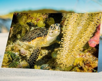 Baby Sea Turtle in Yellow Soft Coral, Original Underwater Photography, Ocean Metal Wall Art, Nautical Beach Decor, Nature Photos, Seaturtles