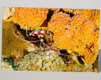 Barber Pole Shrimp Queen on Golden Yellow Sponge, Original Underwater Photography, Ocean Metal Wall Art, Nautical Beach Decor, Nature Photos