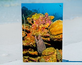 Spotted Moray Eel shows off her Lucious Coral Garden, Original Underwater Photography, Ocean Metal Wall Art, Nautical Beach Decor, Nature