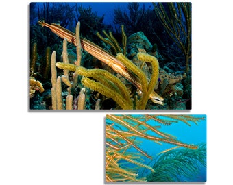 Hide-n-Seek Collection: Yellow Gold Trumpet Fish in Blue Water, Original Underwater Photography, Ocean Metal Wall Art, Nautical Beach Decor