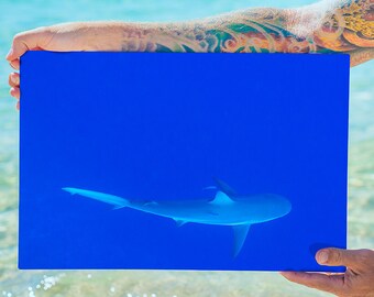Shark Waves - Moments in Blue Motion: Original Underwater Photography, Ocean Art Print on Aluminum, Metal Wall Art, Fine Art Photography