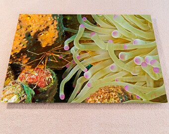 Crab on Orange Sponge with Purple Tip Anemone, Original Underwater Photography, Ocean Metal Wall Art, Nautical Beach Decor, Nature Photos