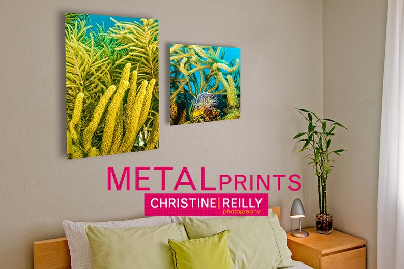 Nautical Beach Decor Original Underwater Photography Spotted Moray Eel shows off her Lucious Coral Garden Nature Ocean Metal Wall Art