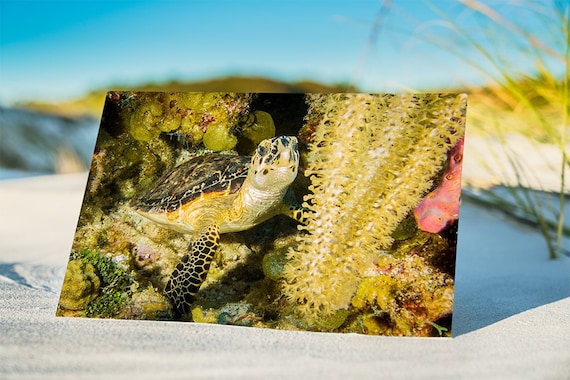 Baby Sea Turtle In Yellow Soft C Original Underwater - Tropical Ocean Sea Turtle Metal Wall Art Decor Baby Sea Turtle In Yellow Soft C Original Underwater - Tropical Ocean Sea Turtle Metal Wall Art Decor