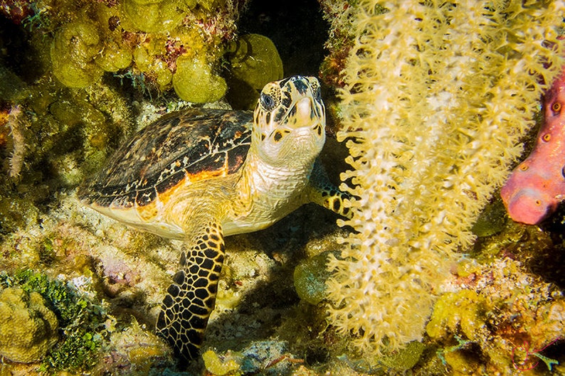 Baby Sea Turtle in Yellow Soft Coral Original Underwater Etsy