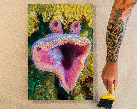 Pottery Sponge Set 2 Ceramic Tools Painting Watercolor Texture Sponge  Sponges Brush Ocean Kids Children