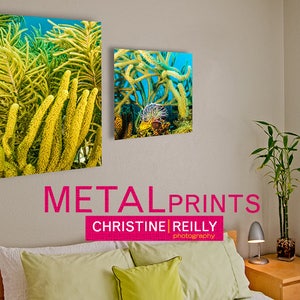 Yellow Soft Coral and Purple Anemone, Original Underwater Photography, Ocean Art Print on Aluminum, Metal Wall Art image 5