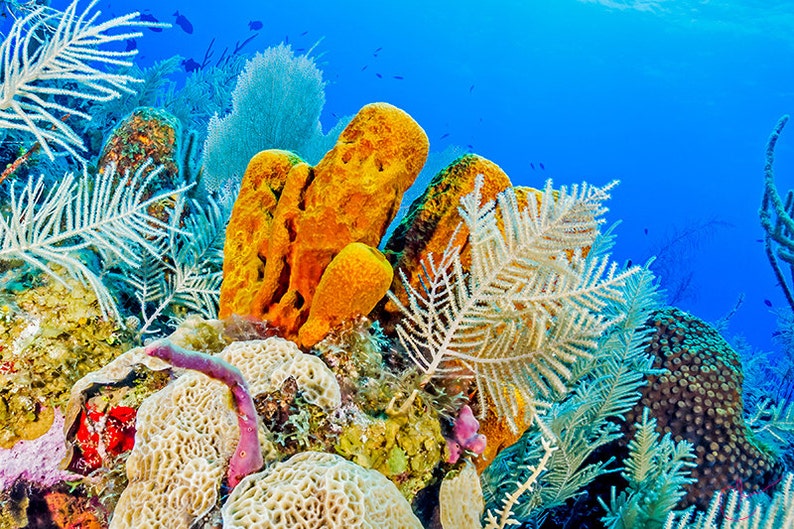 Vibrant Coral Reef Landscape With Yellow Sponge, Original Underwater