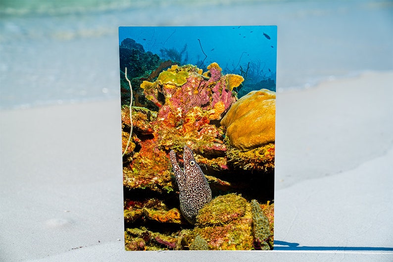 Nautical Beach Decor Original Underwater Photography Spotted Moray Eel shows off her Lucious Coral Garden Nature Ocean Metal Wall Art