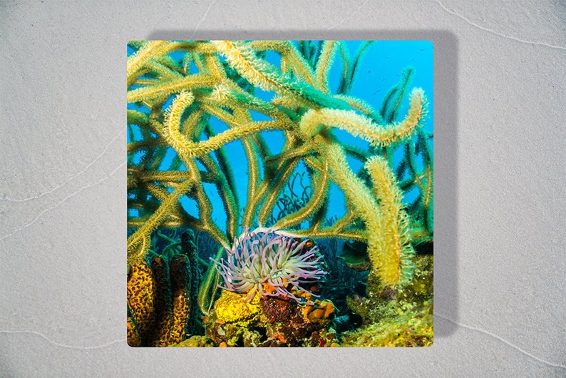 Yellow Soft Coral and Purple Anemone, Original Underwater Photography, Ocean Art Print on Aluminum, Metal Wall Art image 1