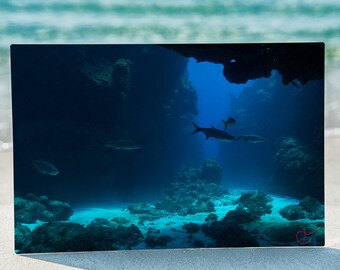 Tarpon Fish Swim in Mysterious Dark Blue Underwater Grotto - Stunning Aluminum Metal Print - Perfect Art for Beach House or Ocean Lovers!