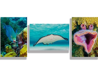 The Smiles Collection: Parrot Fish, Stingray and Vase Sponge Smile, Original Underwater Photography, Ocean Metal Wall Art, Beach Decor