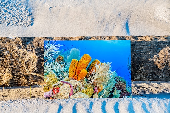 Vibrante paisaje de arrecifes de coral con esponja amarilla - Etsy México Vibrante paisaje de arrecifes de coral con esponja amarilla - Etsy México