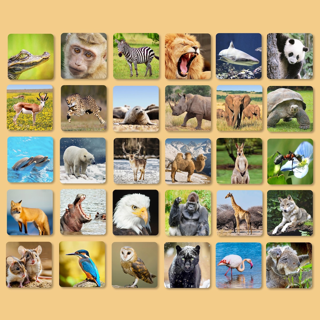 Wild Animals Memory - Etsy