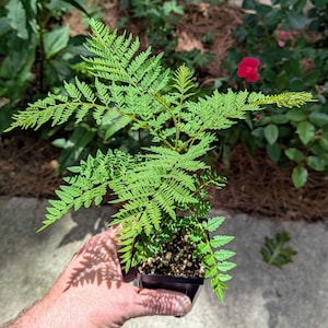 May include: A small, vibrant green fern plant with delicate, feathery fronds growing in a black plastic nursery pot. The plant features multiple stems with finely divided, serrated leaves that spread outward from the center of the container.