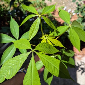 May include: A Pachira aquatica plant featuring multiple stems with bright green, palmately compound leaves. Each leaf consists of five to seven elongated, pointed leaflets radiating from a central point, displaying visible veins and smooth edges.