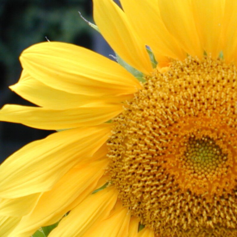 Sunflower Type Fragrance Oil Free Shipping Etsy