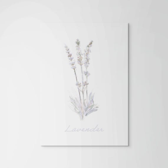 Fine Art Print  •  Lavender Botanical Illustration  •  Whimsical Pastels