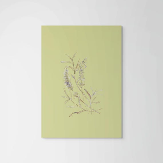 Fine Art Print  •  Lavender Botanical Illustration  •  Green Hues