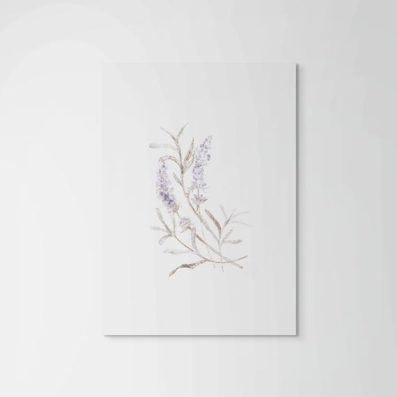 Fine Art Print • Lavender Botanical Illustration • Spring Morning White
