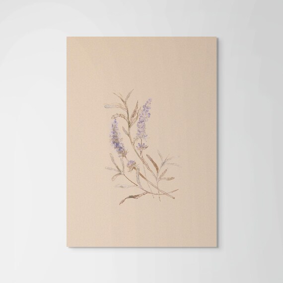 Fine Art Print • Lavender Botanical Illustration •  Peach