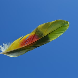 May include: A colorful feather with yellow, green, red, and black stripes against a blue sky.