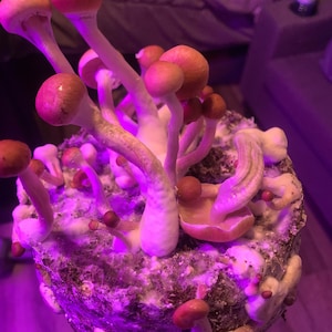 May include: A close-up of a cluster of pink and white mushrooms growing on a brown substrate. The mushrooms are illuminated by a purple light, creating a vibrant and surreal effect.