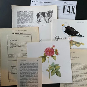 Op de afbeelding: Een verzameling vintage illustraties en tekst over verschillende hondenrassen, waaronder de English Toy Spaniel en de Brussels Griffon. De tekst bespreekt de geschiedenis, de kenmerken en het temperament van elk ras. De illustraties zijn in zwart-wit en tonen gedetailleerde tekeningen van de honden.