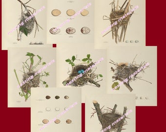 Antique Bird Nest and Egg Images; 12 images; 2 sizes each; 2 finishes each