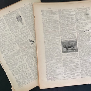 May include: Two pages from a vintage dictionary with black and white text and illustrations. The first page features a black and white illustration of a plant with roots and the second page features a black and white illustration of a bison.