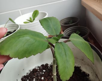 Miracle Leaf Plant (Bryophyllum pinnatum) – Health, Wealth, Manifestation Seedling