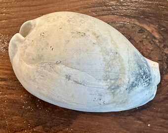 Vackert fossiliserat kaurisnäcksskal, miljontals år gammalt från pilocen-eran. Sällsynt!