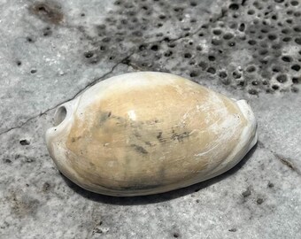 Vackert fossiliserat kaurisnäckskal