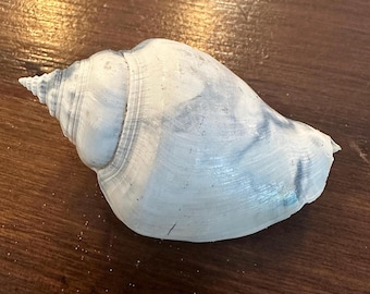 Vacker fossiliserad Florida-stridssnäcka!