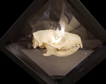 Real Floating Hedgehog Skull In Clear Stretch Plastic Display Curiosity Cabinet Curio