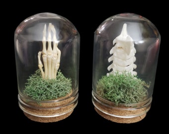 Real Rat Paw Bones and Articulated Spine Vertebrae Axis Bone With Moss Curiosity Cabinet Curio Mini Glass Vials