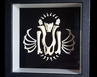 Real Guinea Pig Bone Wood and Plastic Shadow Box Arrangement on Black Velvet Taxidermy Wall Decor