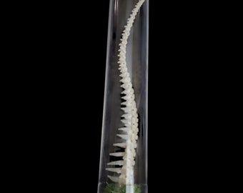 Real Boa Constrictor articulado cola de vértebras de la columna vertebral con gabinete de curiosidades de musgo frasco de plástico Curio