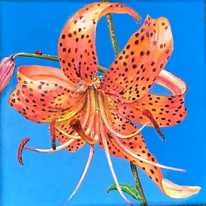 Tiger Lily Square Canvas