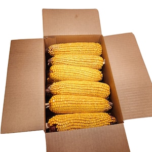 May include: A cardboard box filled with dried corn cobs. The box is open and the corn cobs are visible inside.