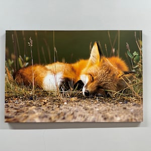 Sleeping Fox Canvas Art: Gold Frame Animal Wall Decor
